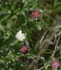 Noticastrum diffusum