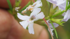 Westringia tenuicaulis