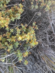 Veronica pimeleoides pimeleoides