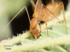 Camponotus festinatus