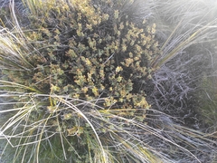 Veronica pimeleoides pimeleoides