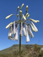 Agapanthus inapertus