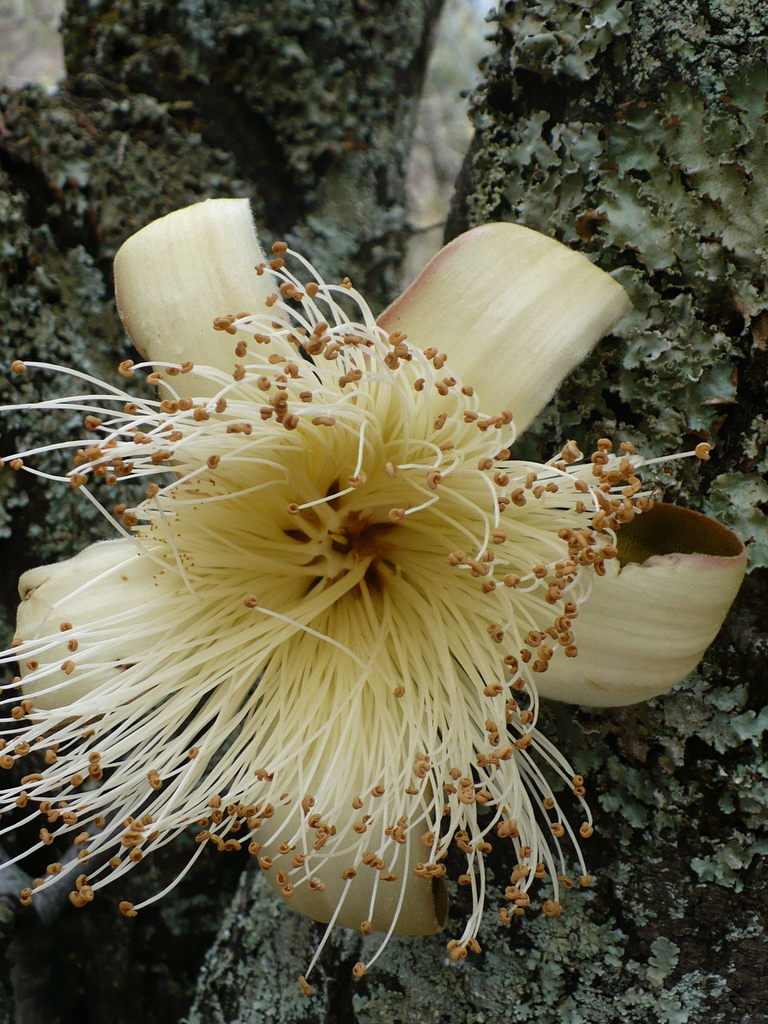Pseudobombax cajamarcanus