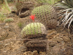 Matucana formosa