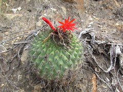 Matucana formosa