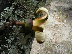 Pseudobombax cajamarcanus