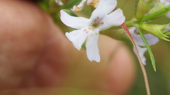 Westringia tenuicaulis