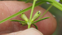 Westringia tenuicaulis