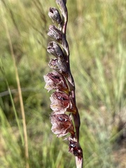 Gladiolus densiflorus