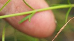 Westringia tenuicaulis
