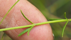 Westringia tenuicaulis