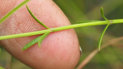 Westringia tenuicaulis