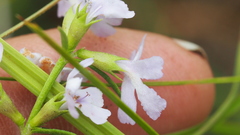 Westringia tenuicaulis