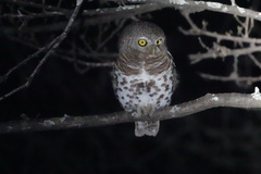 Glaucidium capense