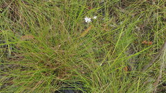 Westringia tenuicaulis