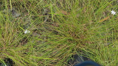 Westringia tenuicaulis