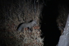 Paracynictis selousi