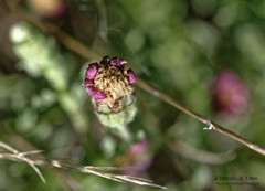 Noticastrum diffusum