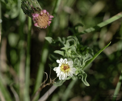Noticastrum diffusum