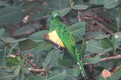 Chrysococcyx cupreus