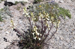 Pedicularis contorta