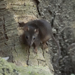Antechinus flavipes rubeculus