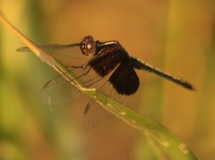 Neurothemis feralis