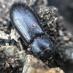 Tenebroides americanus
