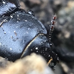 Tenebroides americanus
