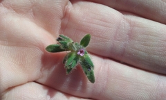 Collomia diversifolia
