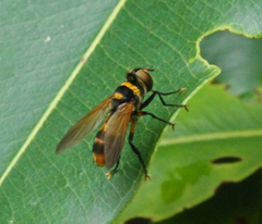 Saralba ocypteroides