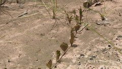 Goodenia rotundifolia