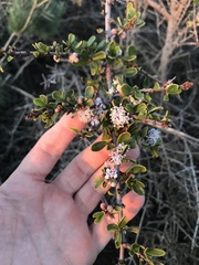 Ceanothus cuneatus ramulosus