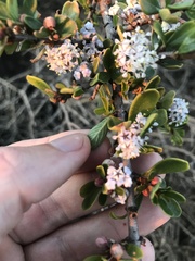 Ceanothus cuneatus ramulosus