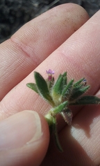 Collomia diversifolia