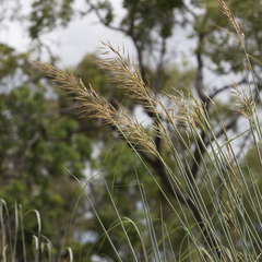 Sorghum plumosum