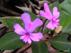 Impatiens kinabaluensis