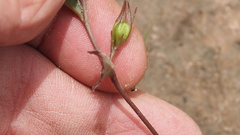 Goodenia rotundifolia