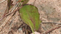 Goodenia rotundifolia