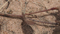 Goodenia rotundifolia