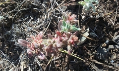 Collomia diversifolia