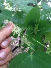 Paracyrtophyllus robustus