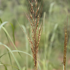Sorghum intrans