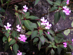 Impatiens kinabaluensis