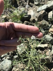 Cryptantha clevelandii