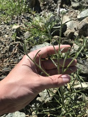 Cryptantha clevelandii
