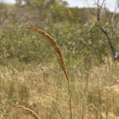 Sorghum plumosum