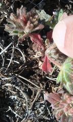 Collomia diversifolia