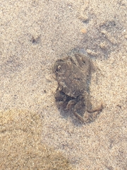 Rhithropanopeus harrisii