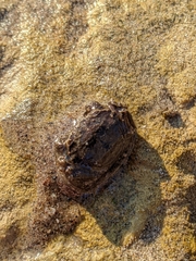 Rhithropanopeus harrisii